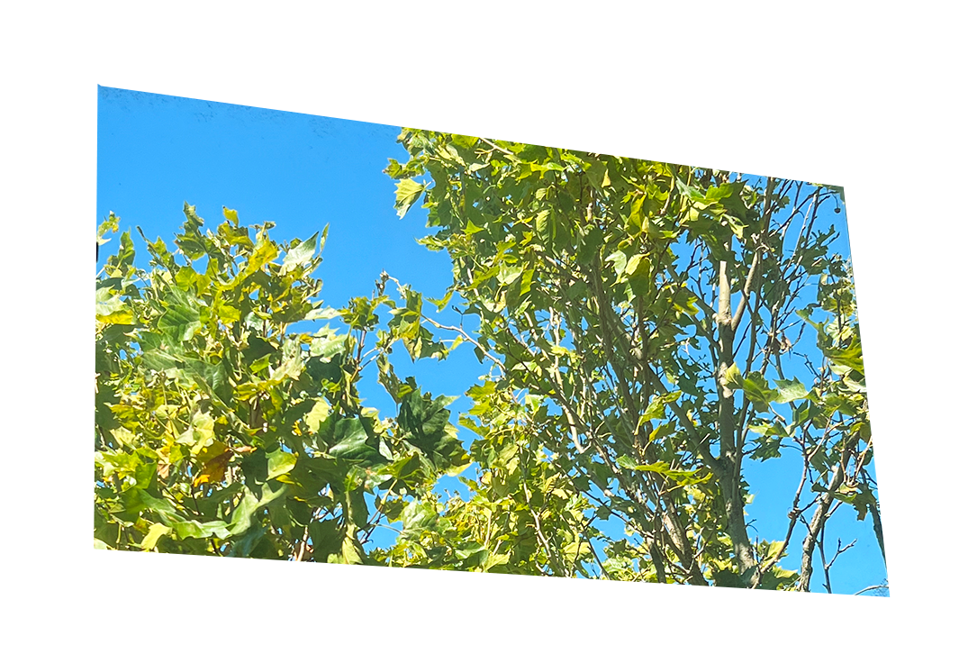 image of sycamore tree outside window