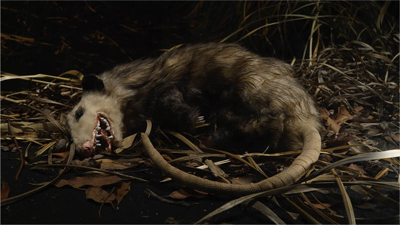 Possum Impressions installation with possums in their habitat by Lark Alder aka Lark VCR
