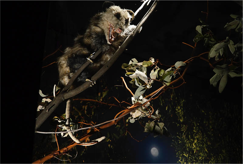 Possum Impressions installation with possums in their habitat by Lark Alder aka Lark VCR